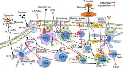 Modulation by luminal factors on the functions and migration of intestinal innate immunity
